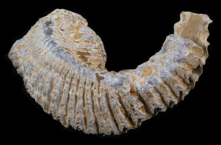 Cretaceous Fossil Oyster (Rastellum) - Madagascar #30314